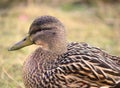 Female Mallard Duck standing in Grass Royalty Free Stock Photo