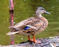 Female Mallard Duck standing in Grass Royalty Free Stock Photo