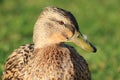 A female mallard duck standing on grass showing her lovely orange legs and webbed feet