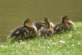 Four mallard ducklings on a grass lake or river bank