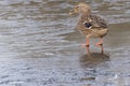 A mallard duck standing on ice Royalty Free Stock Photo