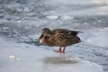 Female mallard duck standing on ice cold water Royalty Free Stock Photo