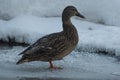 Female mallard duck standing on ice Royalty Free Stock Photo