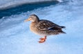 Female mallard duck standing on ice. Royalty Free Stock Photo