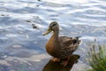 Female mallard duck