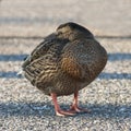 A female mallard duck standing on a road in a sleeping position Royalty Free Stock Photo