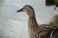 Female mallard Royalty Free Stock Photo