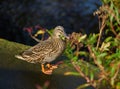 Female Mallard - Duck