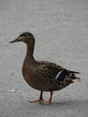 The female mallard duck standing