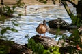 Mallard hen duck preening feathers. Royalty Free Stock Photo