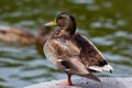 Emale Mallard duck stands on the shore of the lake