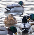 Female Mallard duck surrounded by male ducks Royalty Free Stock Photo