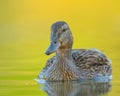 Female mallard duck swimming in a calm lake Royalty Free Stock Photo