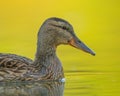 Female mallard duck swimming in a calm lake Royalty Free Stock Photo