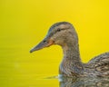 Female mallard duck swimming in a calm lake Royalty Free Stock Photo