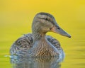 Female mallard duck swimming in a calm lake Royalty Free Stock Photo
