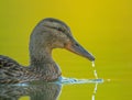 Female mallard duck swimming in a calm lake Royalty Free Stock Photo