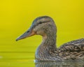 Female mallard duck swimming in a calm lake Royalty Free Stock Photo