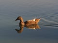 Female mallard duck swimming on a calm lake Royalty Free Stock Photo