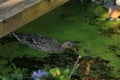 Female mallard duck swimming on a garden pond. Royalty Free Stock Photo