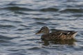 Female Mallard Duck swimming in lake Royalty Free Stock Photo