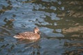 Female Mallard Duck swimming