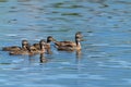 Female mallard duck swims with her baby ducklings in the calm water of a pond. Taken in Maple Grove, Minnesota Royalty Free Stock Photo