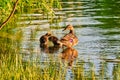 Female mallard duck with two ducklings preening themselves at the edge of an urban lake, on a warm May evening. Royalty Free Stock Photo