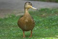 Female Mallard duck waddling across the grass in the summer sun