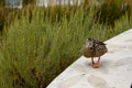 Female mallard duck waddling on a wall quaking loudly