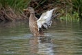 Female mallard duck wading its wings on a pond