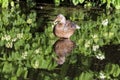 Female Mallard Duck Wading in Lake