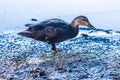 Female mallard duck wading in muddy water