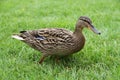 Female mallard duck