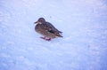 A Female Mallard Duck with copy space