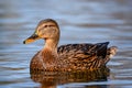 Female Mallard duck on the water - Anas platyrhynchos