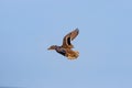 Female of mallard duck or wild duck in flight, Anas platyrhynchos Royalty Free Stock Photo