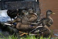 Female Mallard Ducks congregate near a weir.