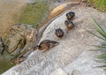Female mallard ducks making their way down a concrete embankment to a man made flowing stream in Pioneer Plaza Park. Royalty Free Stock Photo