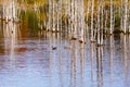 Female mallard ducks swimming around dead tree trunk in the LÃÂ©on-Provancher Marsh