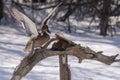 Female mallard eyes Squirrels seeds