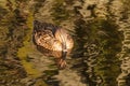 Female mallard floating on river