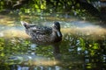 Female Mallard floating in the water in dappled sunshine