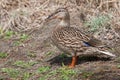 Female Mallard in the Grass sunning itself