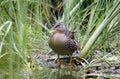 Mallard Duck on cattail pond, Sweetwater Wetlands in Tucson Arizona USA