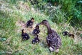 A female mallard with her young feeding in the grass