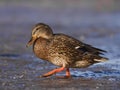 A female Mallard on icy river Royalty Free Stock Photo