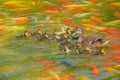 Mallard family Royalty Free Stock Photo