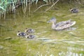 Mallard family Royalty Free Stock Photo