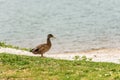 Female of mallard on the lake shore